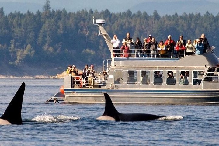 Whale watching tour to Mirissa From Hotels - Galle, Hikkaduwa, Bentota  - Photo 1 of 2